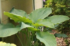 Hosta empress - ‘empress, –