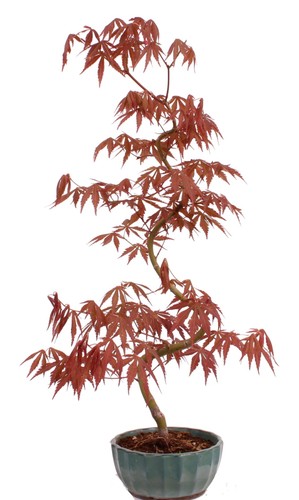 Bonsai acer palmatum - bonsai,