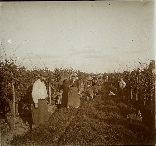 Frankreich libourne vendanges - libourne,