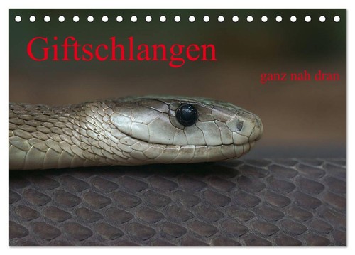 Giftschlangen ganz nah dran - giftschlangen,,