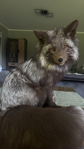Fuchs fox softmount - fuchs, taxidermy