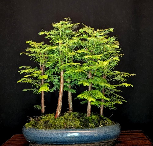Bonsai urweltmammutbaum - bonsai,