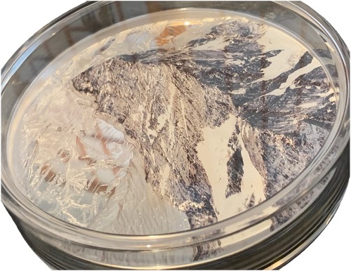 Silbermünze 250 chf 2025 - 250,
