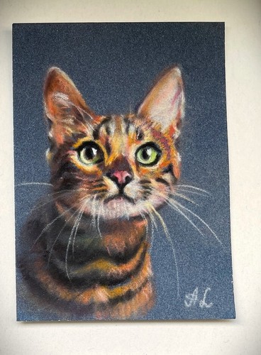 Cat bengal katze zeichnung von - katze,