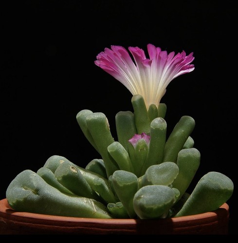 Frithia pulchra samen - pulchra,,