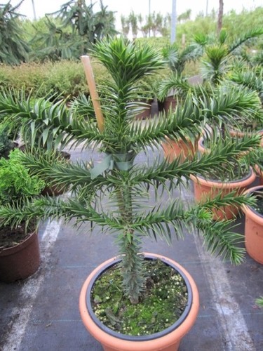 Araucaria araucana - ,