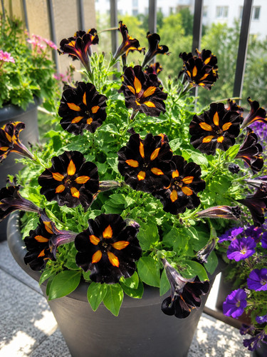 80001669 petunia petunie black - petunie,