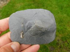 schöne Koralle - Zaphrentis sp.  aus Bundenbach in Rheinland-Pfalz