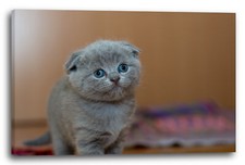 Wandbild Baby-Katze