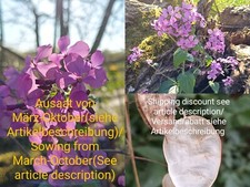 Silberblatt, Lunaria annua, Annual honesty, 50 seeds, samen