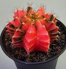 Schöner Ausgefallener