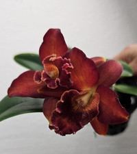 Thailand duft orchidee - duft,