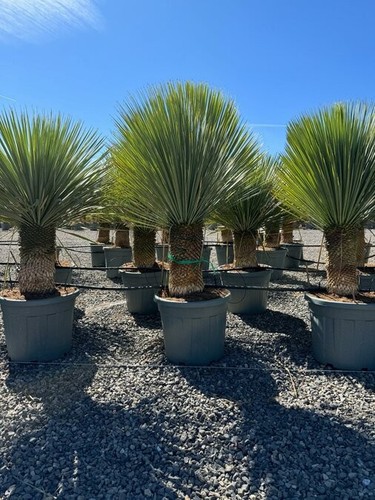 Sunny tree yucca - sunny, rostrata