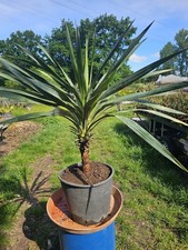 Yucca gloriosa 120cm 30cm - gloriosa,