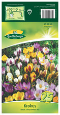 Krokus Botanisch "Chrysanthus Mix"      Blumenzwiebeln  Quedlinburger