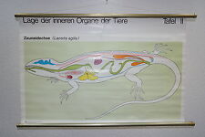 Lehrtafel "Lage d. inneren Organe Zauneidechse" - Unterricht Wandkarte Rollkarte