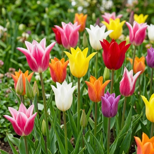 Stk tulpenzwiebeln sorten - tulpenzwiebeln,