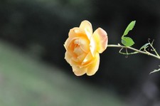 S/N 215XXX [App NEUWERTIG] Nikon Nikkor 85 mm f/1.4 Portrait Ais Objektiv aus...