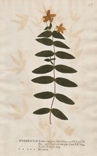 Hypericum hircinum
