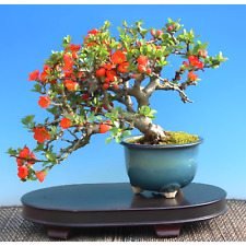 Zwerg Zierquitte / Japanese Quince – Chaenomeles japonica (35 Stk.) Bonsaisamen