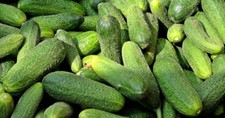 Delikatess einlegegurke - delikatess,