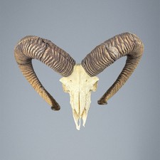 009MU Mufflon jagdtrophae, Wildschaf, Horn 80-79cm C.24cm DE 