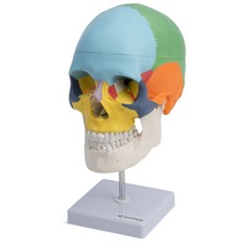 Schädel Anatomie Modell