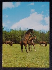 Pferdepostkarte, AK Pferde