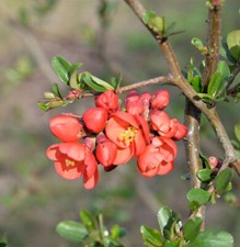 Zierquitte Mango Storm® 40-60cm - Chaenomeles