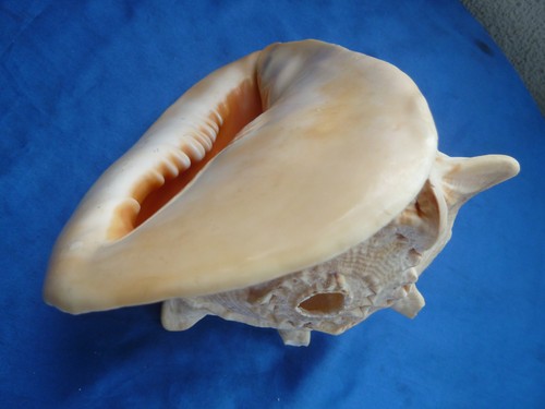 Muschelhorn cassis cornuta - muschelhorn,