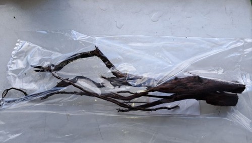 Filigranes kienholz 1 - kienholz, gr.1