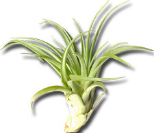 Tillandsia brachycaulos abdita XL, ca. 15 cm hoch