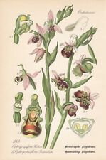 Ophrys Bienen-Ragwurz Hummel-Ragwurz THOME THOME Lithographie 1886 Orchideen  	