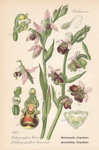 Ophrys bienen ragwurz - ophrys, bienen-ragwurz