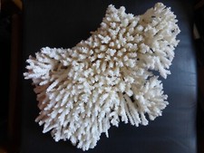 Weiße Koralle 1,5 kg Prachtstück aus den 70er Jahren