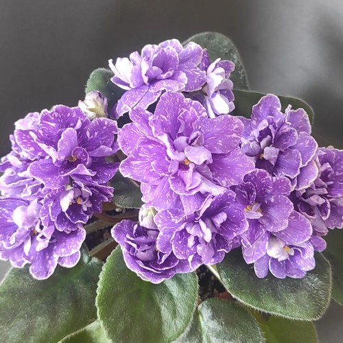 African violet saintpaulia - /,