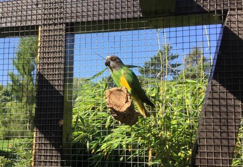 Sitzstange für vogelkäfig - für,