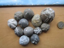 12 schöne versteinerte