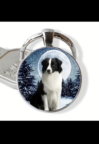 Border collie hund - hund, tier