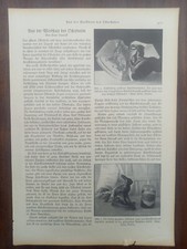 Osterhase, Schokolade, Herstellung, Bericht, 1929