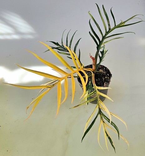 Philodendron tortum variegata - philodendron,