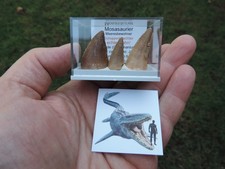 3 schöne Zähne vom