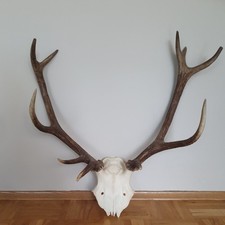 Hirschgeweih 10-Ender