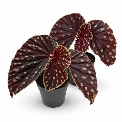 Begonia darthvaderiana - (darthvaderiana, ×
