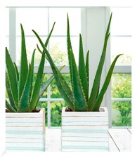 Echte aloe vera pflanze - vera,1,