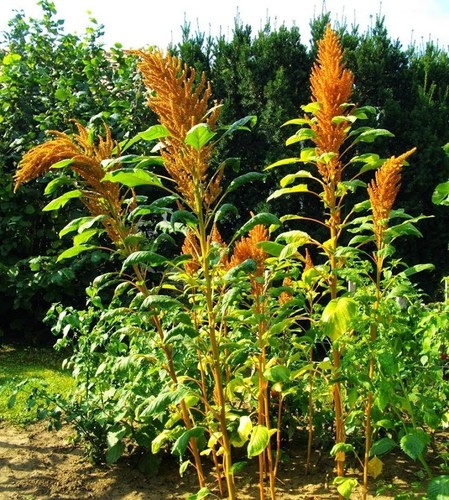 Amaranth amarant golden - amaranth,