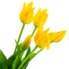 TULPEN TULPE BOUQUET GUMMI