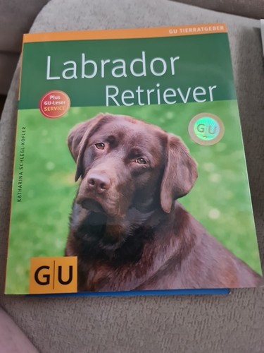 Labrador retriever katharina - labrador, retriever-katharina
