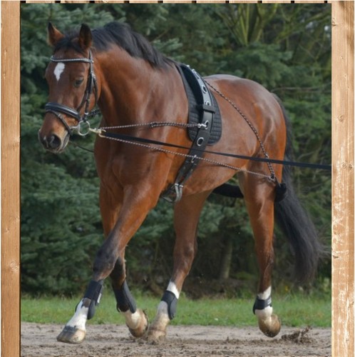 Lunging system waldhausen - system,,