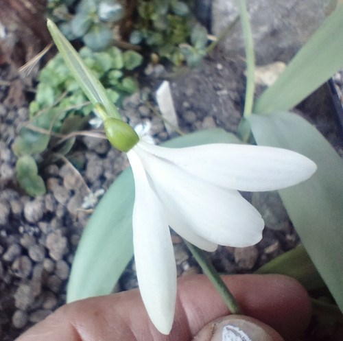 Galanthus plicatus seraph - galanthus, "seraph
